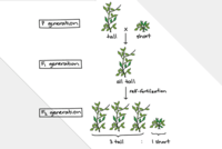 di truyền phi Mendel - Lớp 8 - Quizizz