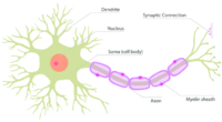 the nervous and endocrine systems Flashcards - Quizizz