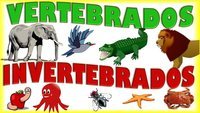 vertebrados e invertebrados Flashcards - Questionário