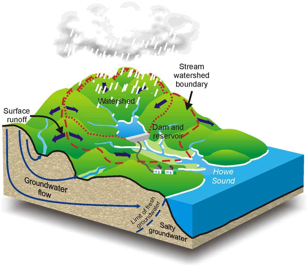 The Water Cycle and Watershed | Ecology Quiz - Quizizz