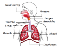 the circulatory and respiratory systems - Year 12 - Quizizz