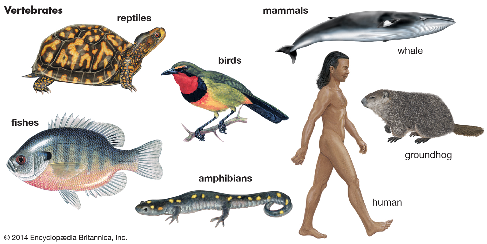 vertebrates and invertebrates - Class 11 - Quizizz