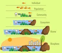 evolution and the tree of life Flashcards - Quizizz