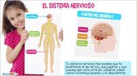 os sistemas nervoso e endócrino - Série 11 - Questionário