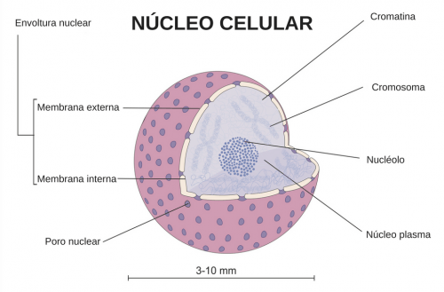 Núcleo de la Célula | Cell Structure Quiz - Quizizz