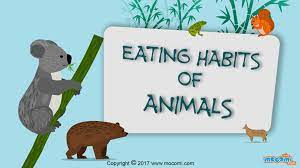 Eating habits of animals | 599 plays | Quizizz