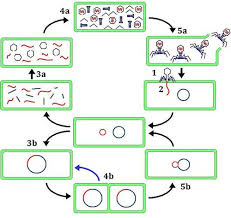 struktur dan replikasi DNA - Kelas 2 - Kuis