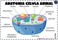 diagrama de célula vegetal - Série 3 - Questionário