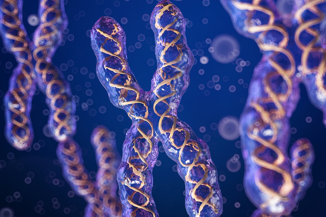 chromosome structure and numbers - Year 1 - Quizizz