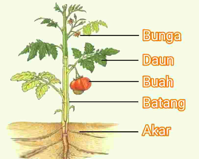 bagian-bagian tumbuhan dan fungsinya - Kelas 5 - Kuis