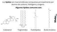 sólidos líquidos y gases - Grado 12 - Quizizz