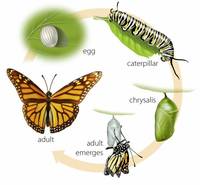 Butterfly Life Cycle Grade 2