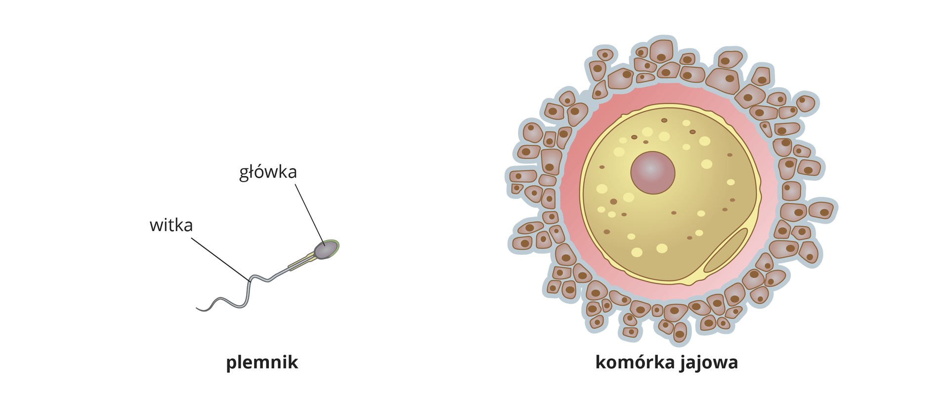 układ rozrodczy męski i żeński biol 7 | Biology - Quizizz