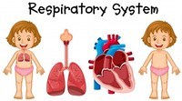los sistemas circulatorio y respiratorio - Grado 3 - Quizizz