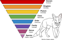 phylogeny - Grade 9 - Quizizz