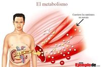 metabolismo Tarjetas didácticas - Quizizz