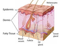 Integumentary System