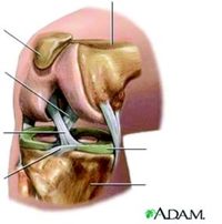 Anatomy Cards - Grade 12 - Quizizz