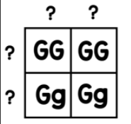 cuadrados de punnett - Grado 5 - Quizizz