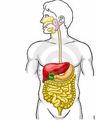 os sistemas digestivo e excretor - Série 3 - Questionário
