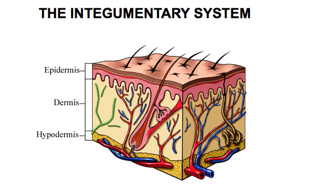 Integumentary System