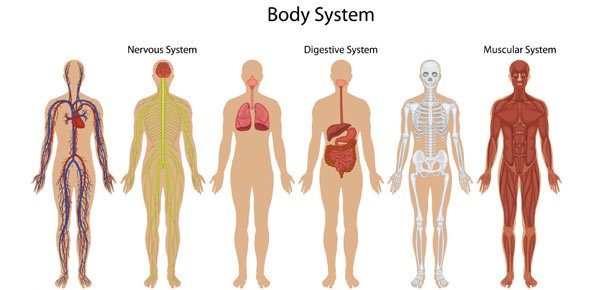 human-body-systems-interactions-quiz-quizizz