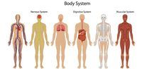 Human Body Systems Interactions Quiz Quizizz