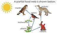 food chain - Year 12 - Quizizz