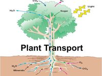 Plant Transport