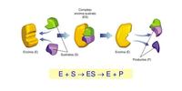 enzim - Kelas 11 - Kuis