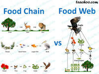 Food Chains and Food Web