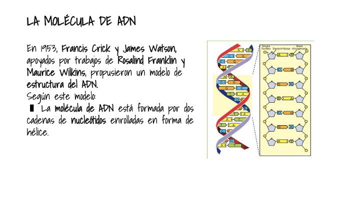 EL ADN | Biology - Quizizz