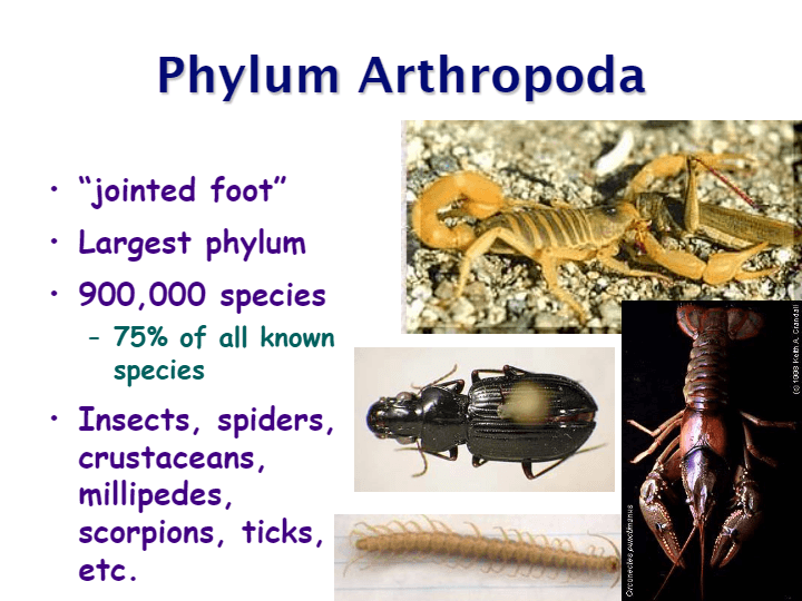 Arthropods 1 | Biology - Quizizz