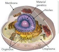 el sistema inmune - Grado 5 - Quizizz