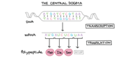 sintesis RNA dan protein - Kelas 6 - Kuis