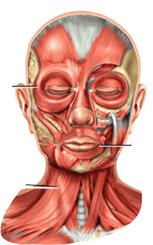 muscles-of-facial-expression-678-plays-quizizz