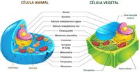 célula vegetal e animal - Série 1 - Questionário