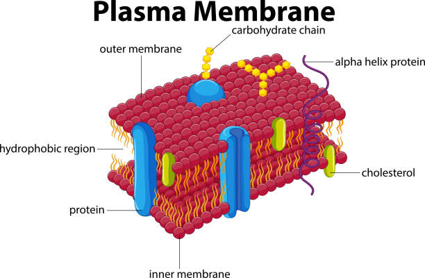 the cell membrane - Grade 7 - Quizizz