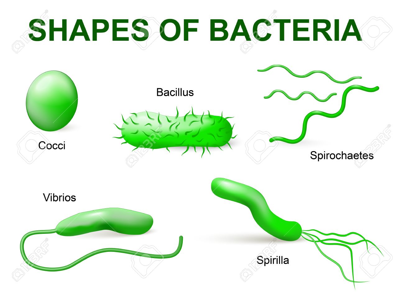 Biología Tarjetas didácticas - Quizizz