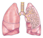 RESPIRATION IN ORGANISMS