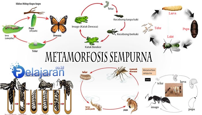 Metamorfosis Science Quiz Quizizz