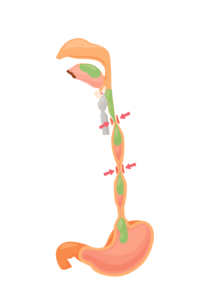 the digestive and excretory systems - Class 11 - Quizizz