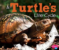 A Turtle S Life Cycle English Quiz Quizizz