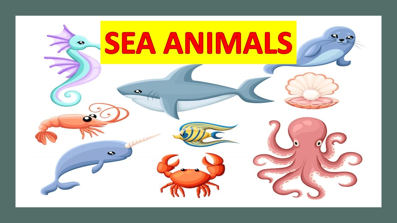 Sea animals | 57 plays | Quizizz