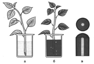 Опыт побеги растения чернила вода