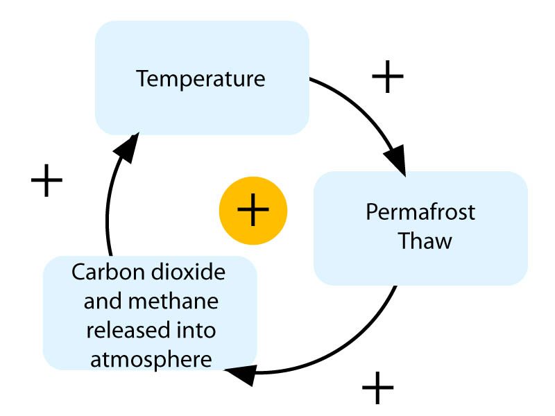 positive-and-negative-climate-feedback-loops-quiz-quizizz