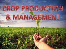 Crop production and management