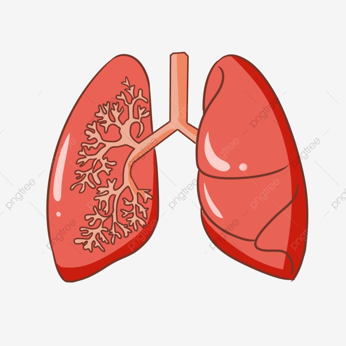 Mi cuerpo | Science - Quizizz