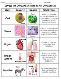 human biology - Grade 12 - Quizizz