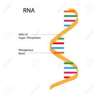 sintesis RNA dan protein - Kelas 7 - Kuis